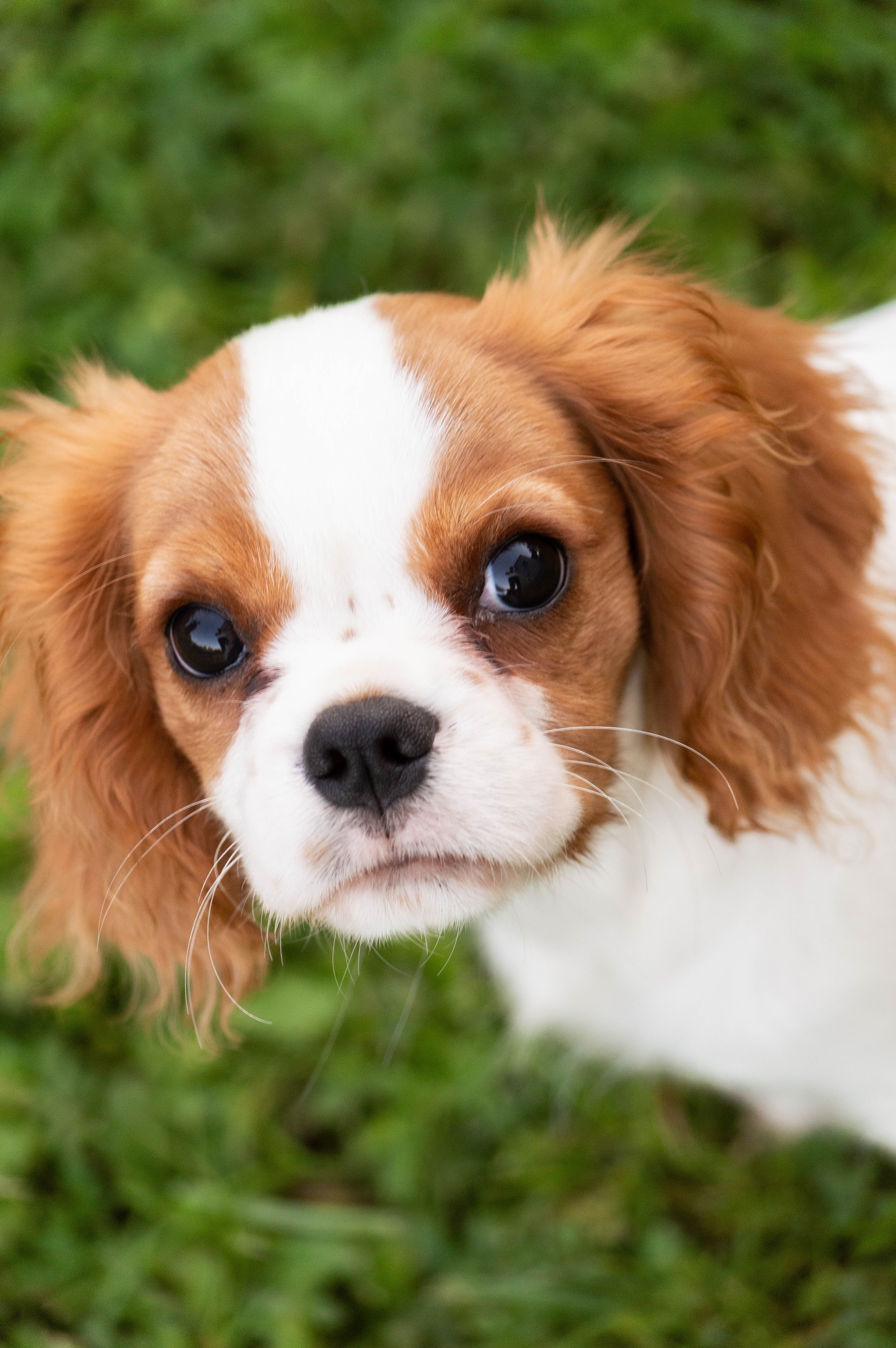 Cute Cavalier King Charles Spaniel Puppies for Sale in Panama City Florida